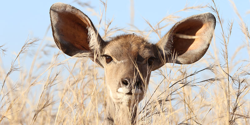 deer big ears